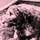 Illustration for article titled On Dogs - Update: news photos